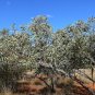 25 AU Seeds Large fruited mallee Eucalyptus youngiana