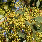 Eucalyptus ovata Swamp Gum 100 AU Seeds