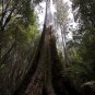 Eucalyptus ovata Swamp Gum 100 AU Seeds