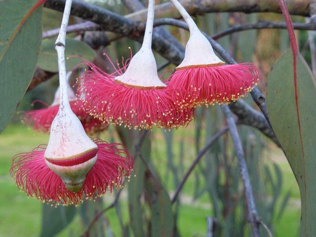 50 AU Seeds Silver Princess Eucalyptus caesia