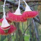 50 AU Seeds Silver Princess Eucalyptus caesia