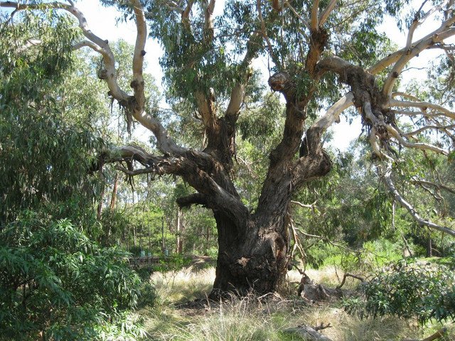 Eucalyptus viminalis Manna Gum 25 AU Seeds