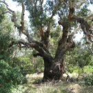 Eucalyptus viminalis Manna Gum 25 AU Seeds