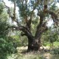 Eucalyptus viminalis Manna Gum 25 AU Seeds