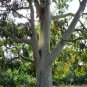 Eucalyptus viminalis Manna Gum 25 AU Seeds