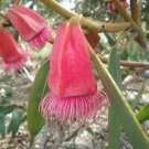 50 AU seeds Square Fruited Mallet Eucalyptus tatraptera