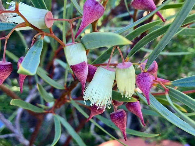 25 AU Seeds Eucalyptus rosacea