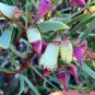 25 AU Seeds Eucalyptus rosacea