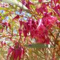 25 AU Seeds Eucalyptus rosacea