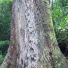 50 AU Seeds Blaxlands Stringybark Eucalyptus blaxlandii