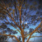 50 AU Seeds Blue Mountains Mallee Eucalyptus Stricta