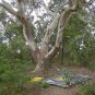 50 AU Seeds Blue Mountains Mallee Eucalyptus Stricta