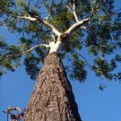 100 AU Seeds Woollybutt Eucalyptus longifolia