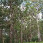 100 AU Seeds Woollybutt Eucalyptus longifolia