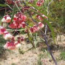 40 AU Seeds Jingymia Mallee Eucalyptus synandra