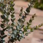 Eucalyptus latens Moon Lagoon Mallee 20 AU Seeds