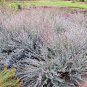 Eucalyptus latens Moon Lagoon Mallee 20 AU Seeds