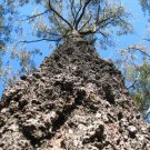 Eucalyptus siderophloia Northern Grey Ironbark 50 AU Seeds