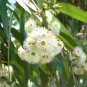 20 AU Seeds Narrow Leaf Red Ironbark Eucalyptus crebra