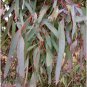 20 AU Seeds Narrow Leaf Red Ironbark Eucalyptus crebra