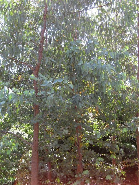 50 AU Seeds Eucalyptus alligatrix
