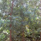 50 AU Seeds Eucalyptus alligatrix