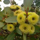 Eucalyptus preissiana Bell Fruited Mallee 50 AU Seeds