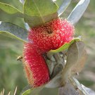 Eucalyptus macrocarpa Mottlecah 50 AU Seeds