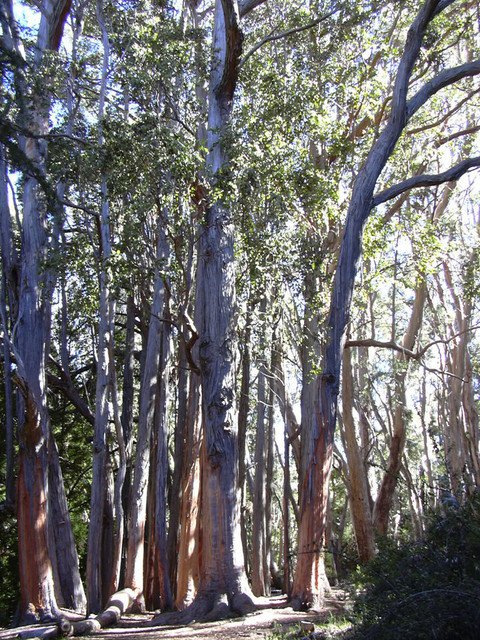 50 AU Seeds Messmate Stringybark Eucalyptus obliqua