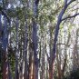 50 AU Seeds Messmate Stringybark Eucalyptus obliqua