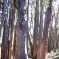 50 AU Seeds Messmate Stringybark Eucalyptus obliqua
