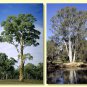 Red River Gum Eucalyptus camaldulensis 50 AU Seeds