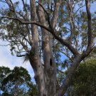 200 AU Seeds Narrow leaved Red Gum Eucalyptus seeana