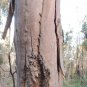200 AU Seeds Narrow leaved Red Gum Eucalyptus seeana