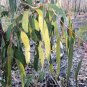 200 AU Seeds Narrow leaved Red Gum Eucalyptus seeana