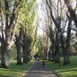 100 AU Seeds New England Peppermint Eucalyptus Nova Anglica