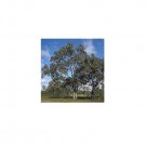 50 AU Seeds Poplar Box Eucalyptus populnea
