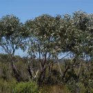 Eucalyptus sieberi Silvertop Ash 50 AU Seeds
