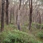 Eucalyptus sieberi Silvertop Ash 50 AU Seeds