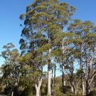 50 AU Seeds Swamp Peppermint Eucalyptus rodwayi