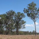 50 AU Seeds Grey Box Gum Eucalyptus Moluccana