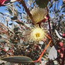 50 AU Seeds Red Bud Mallee Eucalyptus pachyphylla