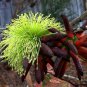 Bushy Yate Mallee Eucalyptus lehmannii 50 AU Seeds