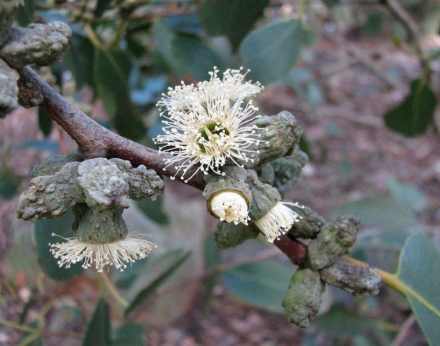 50 AU Seeds Mount Abrupt Stringybark Eucalyptus verrucata
