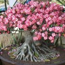 Desert Rose Adenium Obesum 5 AU Seeds Imported