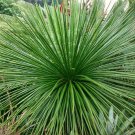 10 AU Seeds Twin Flowered Agave gemnifloria