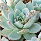 20 AU Seeds Peacock Echeveria peacockii