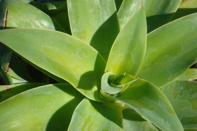 Agave | Pianta succulenta ideale per giardini rocciosi