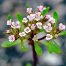 25 AU Seeds Stylewort Levenhookia chippendalei