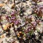 25 AU Seeds Stylewort Levenhookia chippendalei